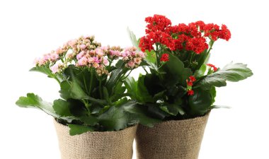Beyaz tencerelerdeki güzel kalanchoe çiçekleri