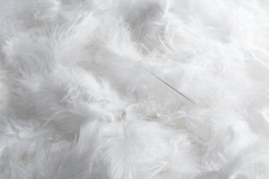 Arka plan olarak pek çok güzel tüy, yakın plan görünümü