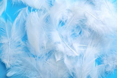 Açık mavi arka planda tüylü tüyler, üst manzara