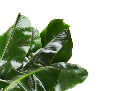 Beyaz arkaplanda parlak yeşil muz yaprakları