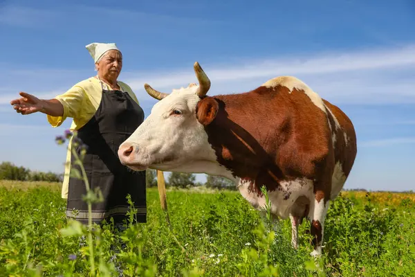 Otlakta güzel bir ineği olan yaşlı bir kadın.