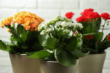 Aydınlık arka planda saksılarda farklı güzel kalanchoe çiçekleri, yakın plan