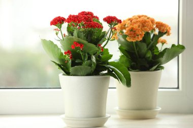 Pencere kenarındaki saksılarda farklı güzel kalanchoe çiçekleri