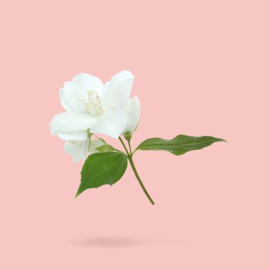 Yasemin çiçekleri ve yeşil yapraklar pembe arka planda. Çiçek açan fabrika