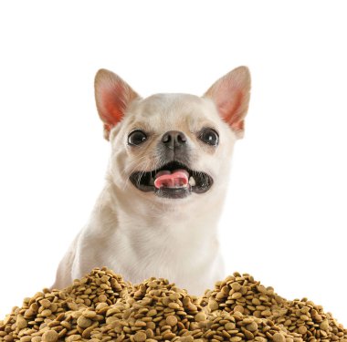 Tatlı köpek ve beyaz arka planda bir yığın kuru hayvan yiyeceği.