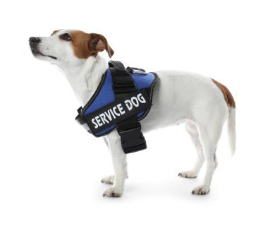 Servis köpeği. Beyaz yelekli şirin Jack Russell Terrier.