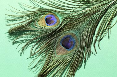 Turkuaz arka planda iki güzel tavus kuşu tüyü, üst manzara.