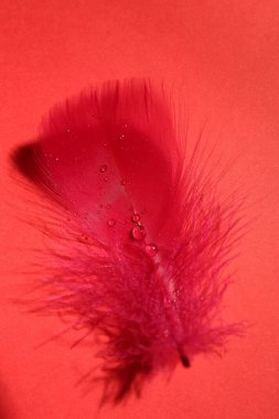 Fluffy feather with water drops on red background, top view