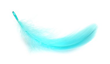 Bir tüylü hafif tüy beyazda izole edilmiş