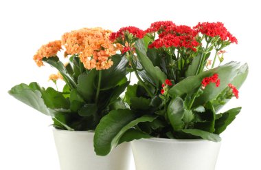 Farklı güzel kalanchoe çiçekleri beyaz tencerelerde izole edilmiş.