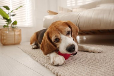 Evde oyuncaklarla oynayan sevimli bir köpek. Sevimli hayvan.