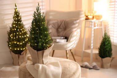 Noel ışıklarıyla dekore edilmiş küçük ladin ağaçları.