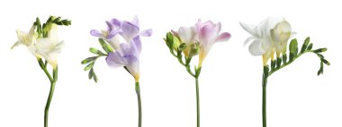 Güzel frezya çiçekleri beyaz bir sıra halinde izole edilmiş.