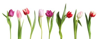 Sıraya dizilmiş farklı güzel lale çiçekleri beyaz sette.