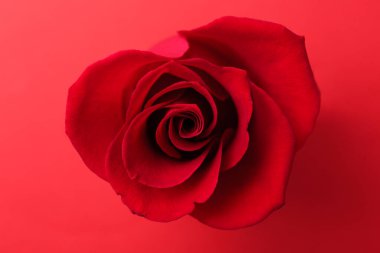 Beautiful rose flower on red background, above view clipart