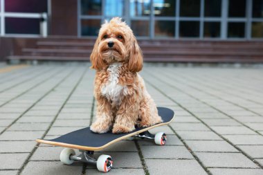 Caddede kaykaylı şirin Maltipoo köpeği.