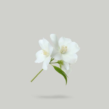 Jasmine flowers in air on grey background. Blooming plant clipart