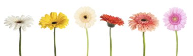 Farklı güzellikteki Gerbera çiçekleri beyaz sette izole edilmiş.