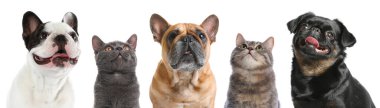 Beyaz arka planda kameraya bakan sevimli kedi ve köpekler.
