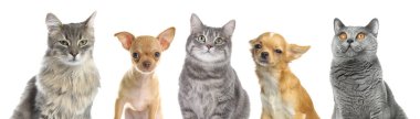 Beyaz arka planda kameraya bakan sevimli kedi ve köpekler.
