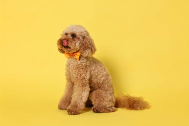 Şirin oyuncak köpek sarı arka planda turuncu papyon takıyor.