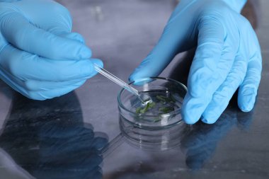 Laboratuvar testi. Bilim adamı masadaki bitki örneğini inceliyor, yakın plan.