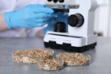 Laboratuvar testi. Kapalı alandaki gri masada mikroskop altında numune inceleyen bilimadamı, yulaf taneli petri kaplarına odaklanıyor.