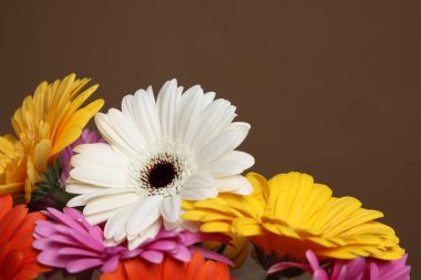 Kahverengi arka planda bir buket güzel Gerbera çiçeği, yakın plan.