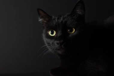 Siyah arka planda sevimli bir kedi, yakın plan. Sevimli hayvan.