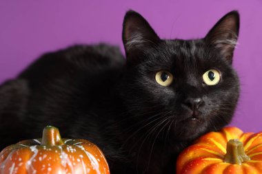 Mor arka planda sevimli siyah kedi ve balkabakları, yakın plan. Sevimli hayvan.