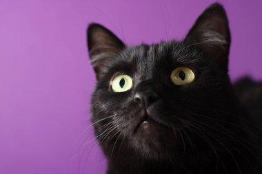 Mor arka planda sevimli siyah kedi, yakın plan ve metin için boşluk. Sevimli hayvan.
