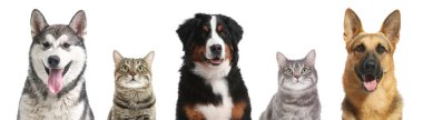 Beyaz arka planda kameraya bakan sevimli kedi ve köpekler.