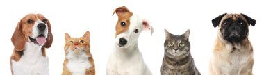 Beyaz arka planda kameraya bakan sevimli kedi ve köpekler.