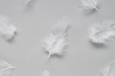 Açık gri arkaplanda güzel tüyler, düz bir zemin