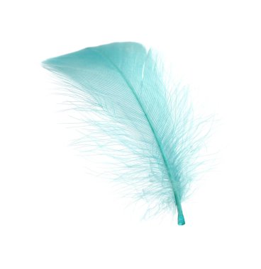 Yumuşak hafif turkuaz tüy beyaza izole edilmiş.