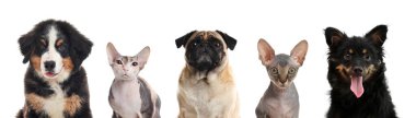Beyaz arka planda kameraya bakan sevimli kedi ve köpekler.