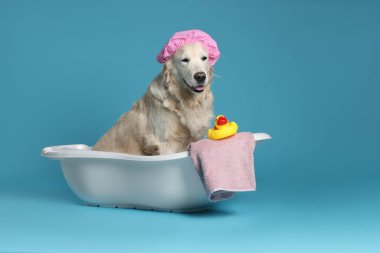 Duş başlığı, havlusu ve oyuncak ördeği açık mavi arka planda küçük küvette olan şirin bir köpek. Metin için boşluk