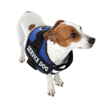 Servis köpeği. Beyaz yelekli şirin Jack Russell Terrier.
