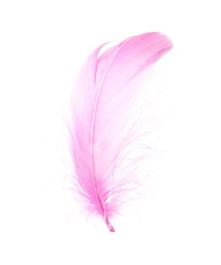 Bir tüylü pembe tüy beyaza izole edilmiş.