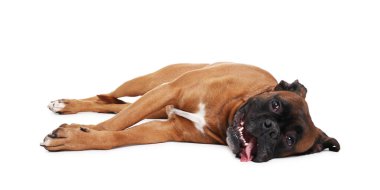 Beyaz arka planda yatan sevimli bir köpek. Sevimli hayvan.