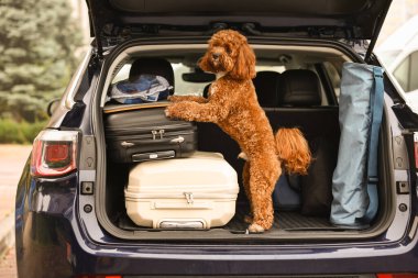 Çantalı şirin Cavapoo köpeği ve bagajdaki diğer şeyler.