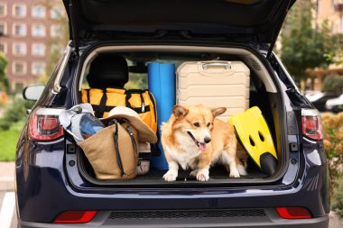 Bagajında bavul ve diğer eşyalarla Pembroke Galsh Corgi