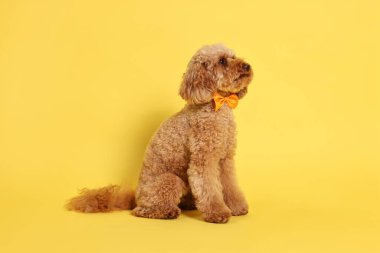 Şirin oyuncak köpek sarı arka planda turuncu papyon takıyor.