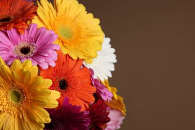 Kahverengi arka planda bir buket güzel Gerbera çiçeği, yakın plan. Metin için boşluk