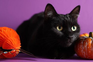 Şirin siyah kedi, kağıt örümceği ve balkabağı mor arka planda, yakın plan. Sevimli hayvan.