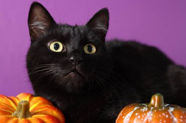 Mor arka planda sevimli siyah kedi ve balkabakları, yakın plan. Sevimli hayvan.