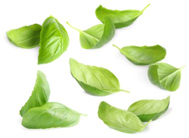 Taze fesleğen yaprakları beyaz üzerine izole edilmiş.