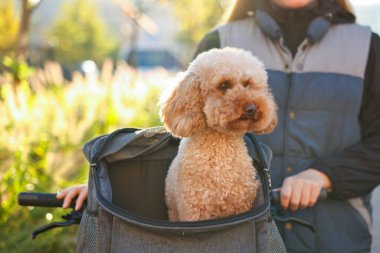 Bisikletli ve sevimli oyuncak köpekli bir kadın güneşli bir günde, açık havada, evcil hayvan taşıyıcısında. Kapalı.