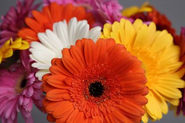 Bulanık arka planda güzel Gerbera çiçekleri, yakın plan.