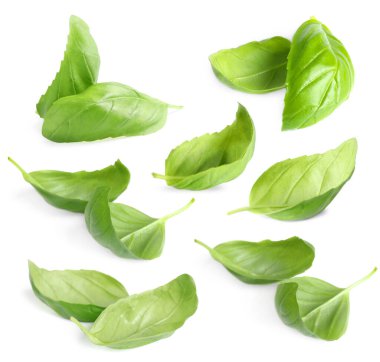 Taze fesleğen yaprakları beyaz üzerine izole edilmiş.